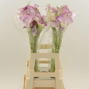 Calla Denver | Dubbelbloemig