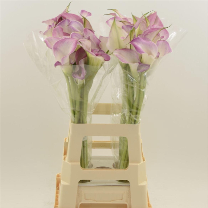 <h4>Calla Denver | Dubbelbloemig</h4>