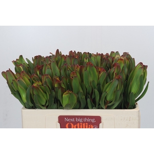 LEUCAD LAUREL YELLOW