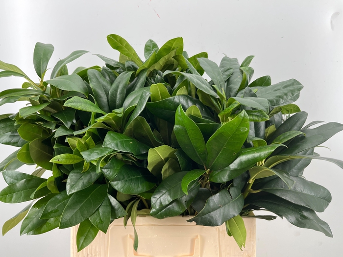 <h4>RHODODENDRON</h4>