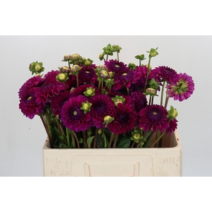 Dahlia Cryfield Harmony