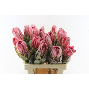 Protea Sharon