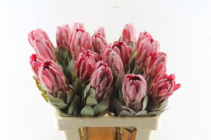 <h4>Protea Sharon</h4>