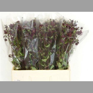 Aquilegia Bordeaux Barlow