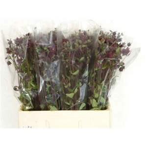 Aquilegia Bordeaux Barlow