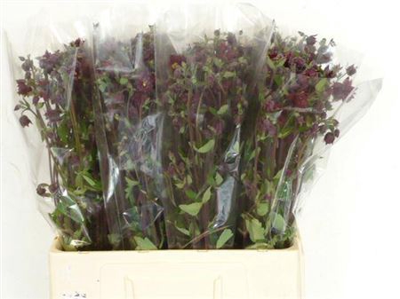 <h4>Aquilegia Bordeaux Barlow</h4>