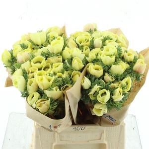 Anemone Powder Cream