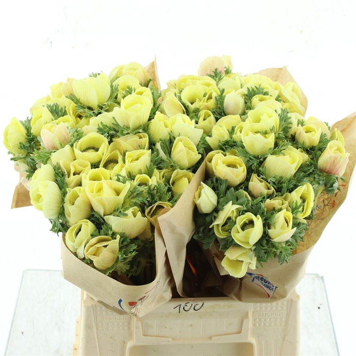 Anemone Powder Cream