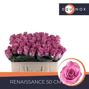 Rosa a grande fleur Renaissance