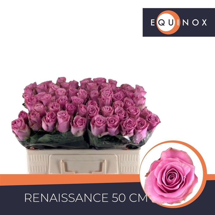 <h4>Rosa a grande fleur Renaissance</h4>