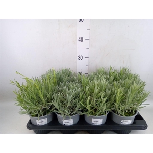 Lavandula angus.