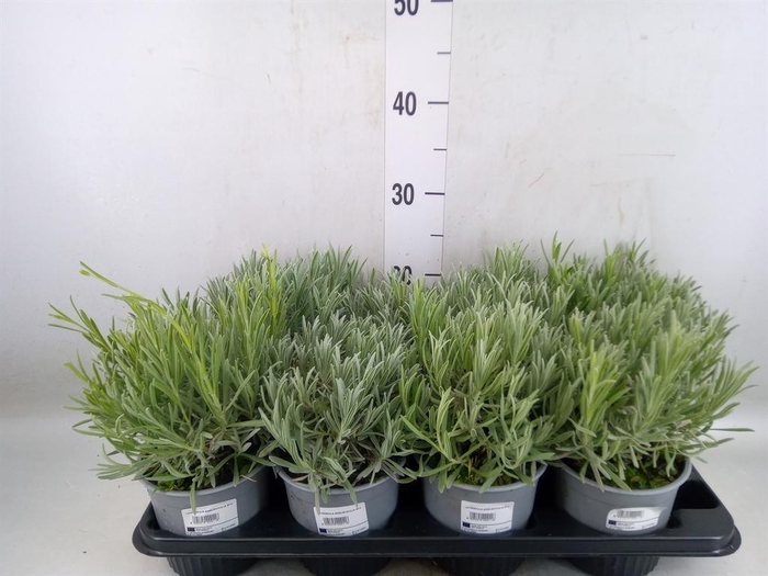 <h4>Lavandula angus.</h4>
