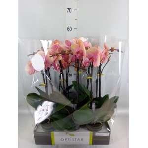 Phalaenopsis   ...rose