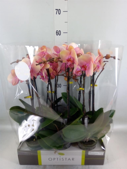 <h4>Phalaenopsis   ...rose</h4>