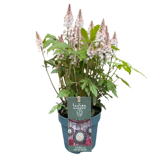 <h4>Tiarella 'Pink Sky Rocket'</h4>