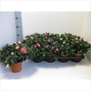 RHODO SI VOGEL GEM
