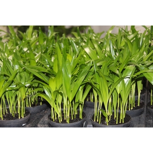 ARECA BAMBU P11