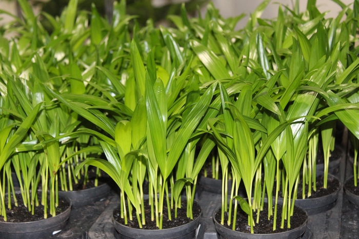 <h4>ARECA BAMBU P11</h4>