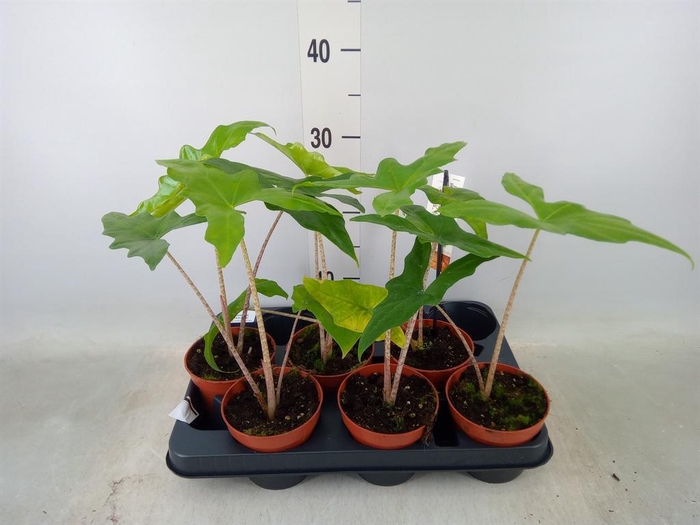 <h4>Alocasia   ...</h4>