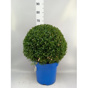Buxus semp.   ...