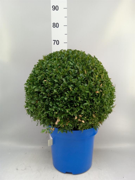 <h4>Buxus semp.   ...</h4>