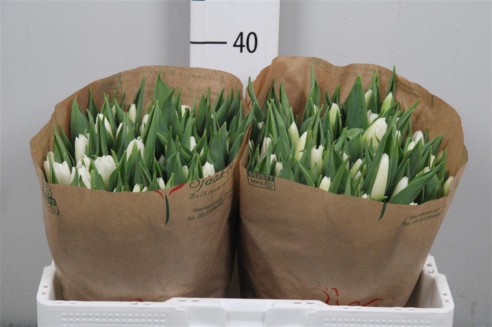 <h4>Tu En White Prince</h4>