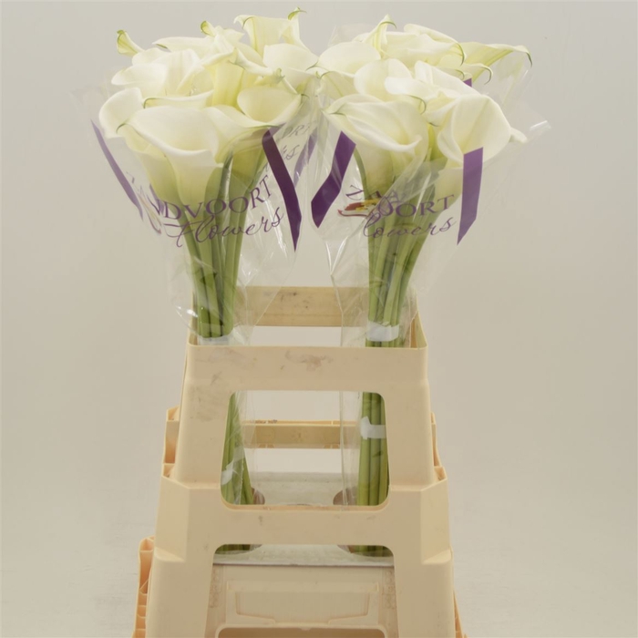 <h4>Calla White Art | Dubbelbloemig</h4>