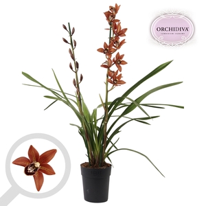 Cymbidium oranje 2 tak