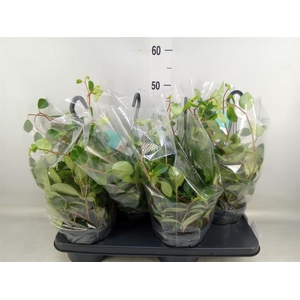 Peperomia  'Smaragd'