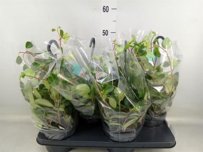 <h4>Peperomia  'Smaragd'</h4>