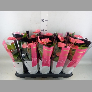 Anthurium andr. 'Sweet Dream'