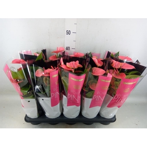 Anthurium andr. 'Sweet Dream'