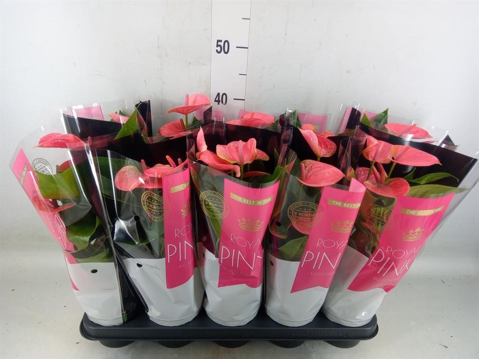 <h4>Anthurium andr. 'Sweet Dream'</h4>