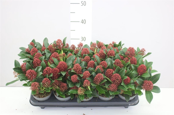 <h4>Skimmia Jap Rubella 7+</h4>