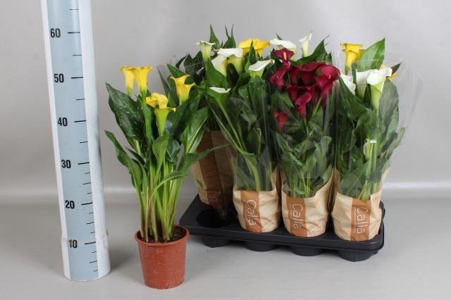 <h4>ZANT GEM 3 KL</h4>