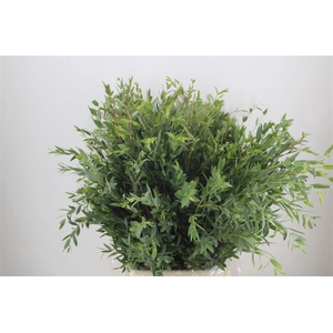 Euca Parvifolia 300gr P Bunch