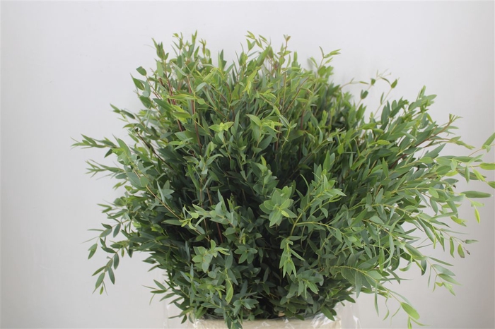 <h4>Euca Parvifolia 300gr P Bunch</h4>