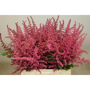 ASTILBE CHINENSIS 'LOUD AND PROUD'