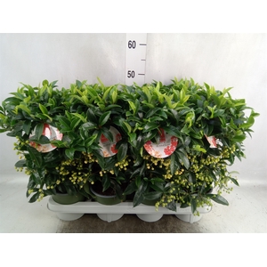 Ardisia crenata 'Bos Premium White'