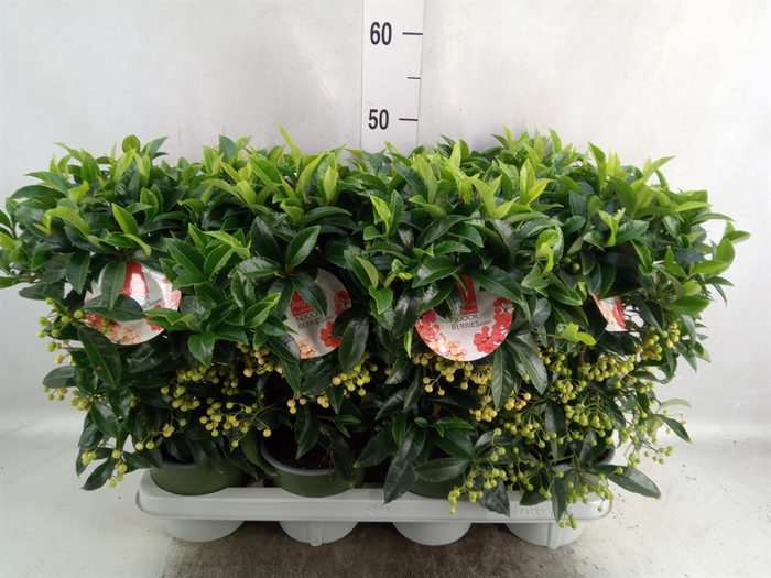 Ardisia crenata 'Bos Premium White'