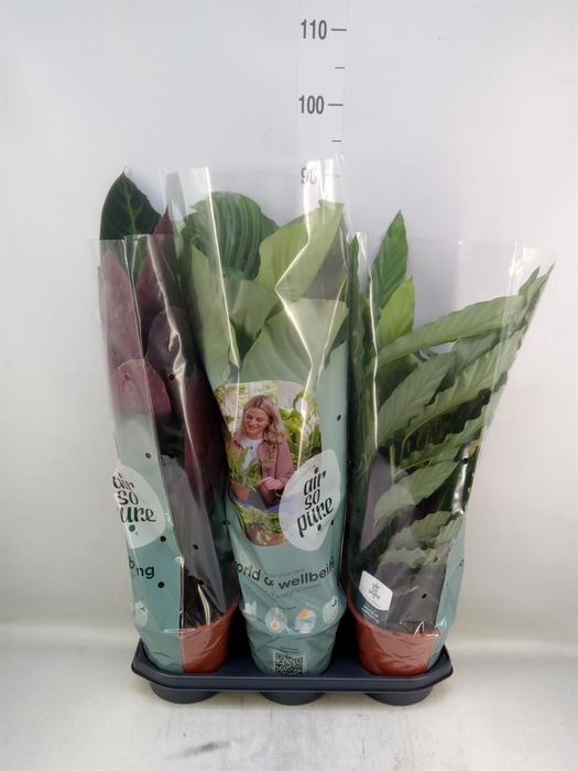 <h4>Calathea ...mix</h4>