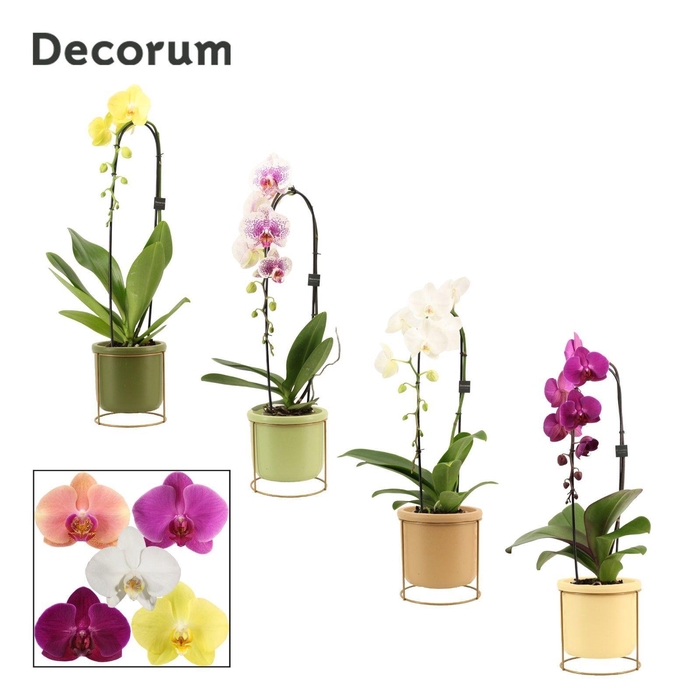 <h4>Phalaenopsis cascade 1 tak mix in Lynn (Silent moods-collection)</h4>