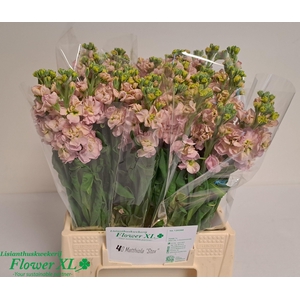 MATTH STOX CHAMPAGNE