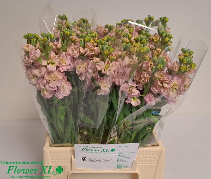 <h4>MATTH STOX CHAMPAGNE</h4>