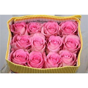 Rosa GR 'Sweet Unique'