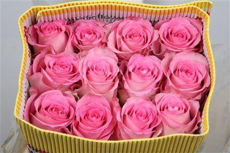 <h4>Rosa GR 'Sweet Unique'</h4>