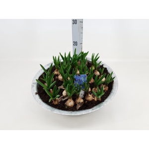 Arr Muscari zinken schaal