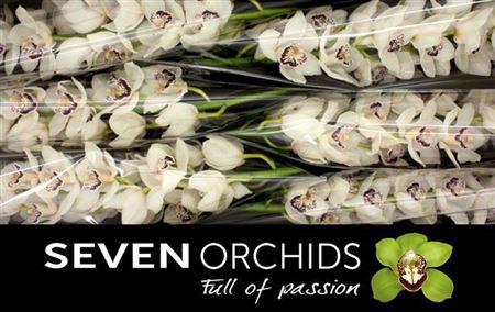 <h4>Cymb T White Stone</h4>