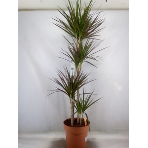 Dracaena marg. 'Magenta'