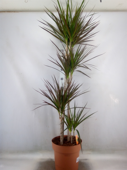 <h4>Dracaena marg. 'Magenta'</h4>